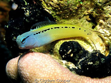 Red Sea mimic  blenny by Cigdem Cooper 