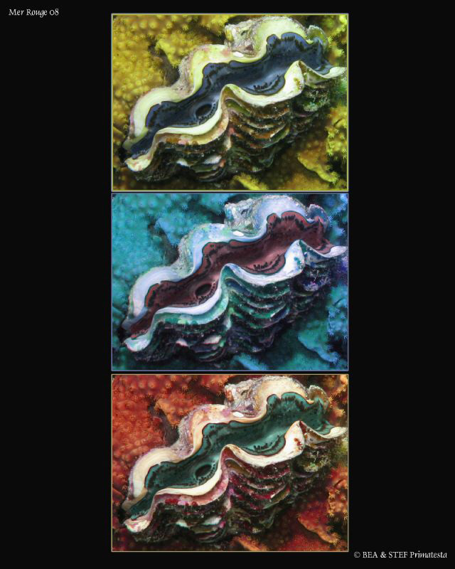 Giant clam. Canon G9. by Bea & Stef Primatesta 