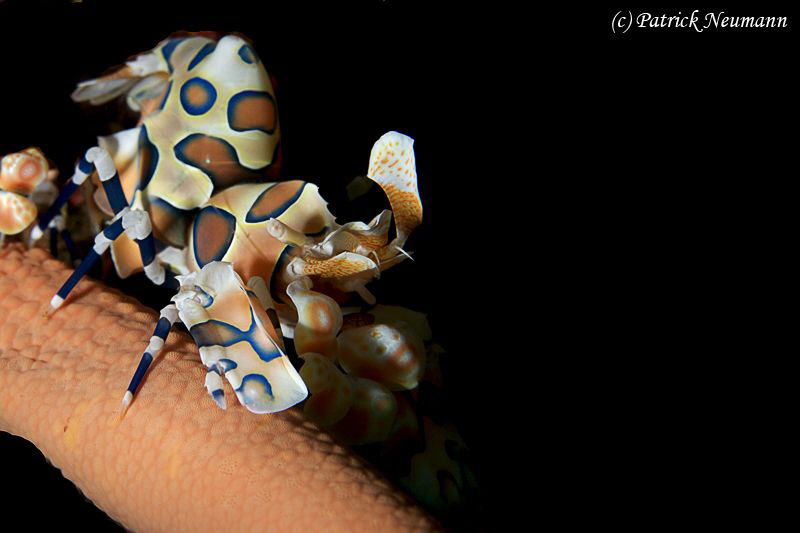 harlekin by Patrick Neumann 