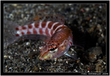 Sandperche with paresite on the face    Fuji S5 pro/105 VR by Yves Antoniazzo 