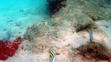 This photo is of a sargeant major fish (the one with the ... by Juliet Howland 