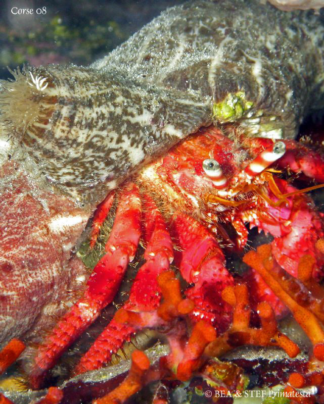 Hermit crab. Saint-Florent bay, Corsica. Canon G9. by Bea & Stef Primatesta 