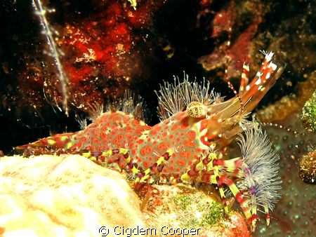 Marbled Shrimp (Saron marmoratus) by Cigdem Cooper 