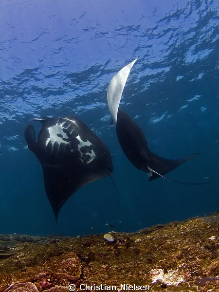 Manta Rays dancing on Manta Point, Nusa Penida off Bali. ... by Christian Nielsen 
