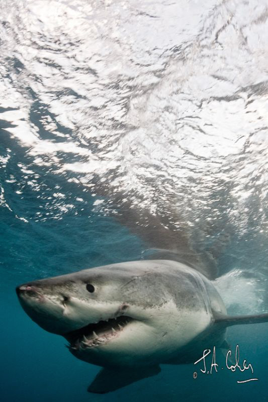 Great White Shark by Julian Cohen 