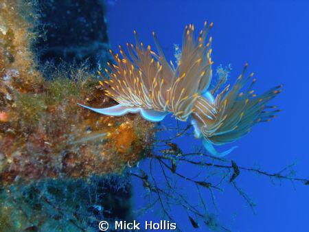 on the cominoland wreak, gozo by Mick Hollis 