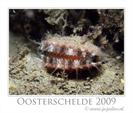 The Aequipecten opercularis shows his eyes only when you ... by John De Jong 