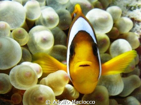 The Egyptian version of Nemo :-)
Sharm el Sheikh by Adolfo Maciocco 