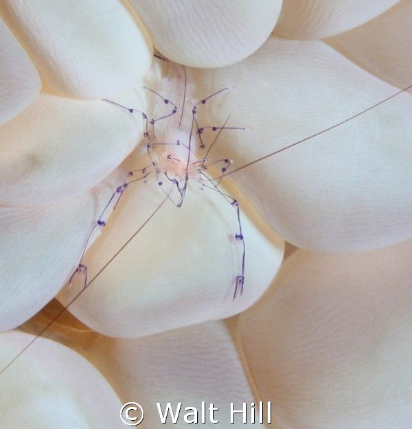 Bubble Coral Shrimp with eggs. by Walt Hill 