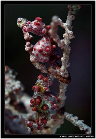 Almost ready to pop      Fuji S5 pro/60mm by Yves Antoniazzo 