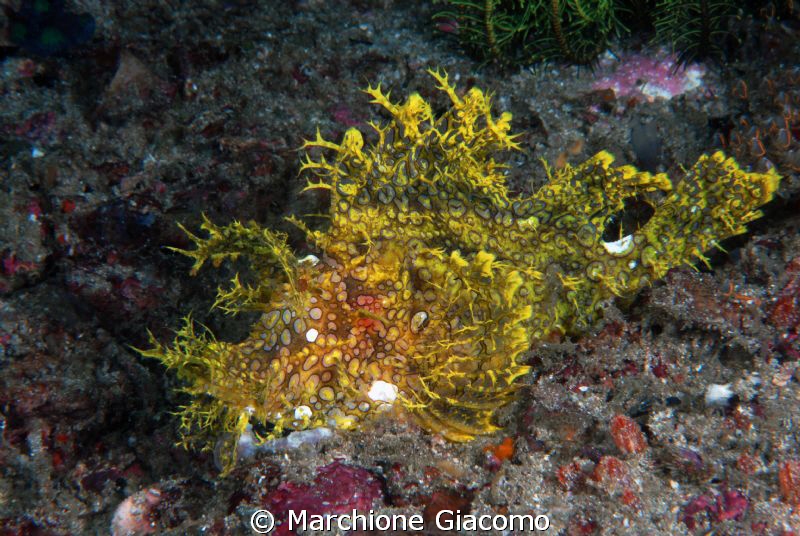 Merlet yellow
Rhinopia
Nikon D200, 60 micro, twin strobo by Marchione Giacomo 