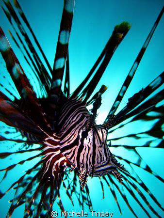 common lion fish by Michelle Tinsay 