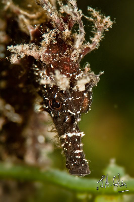 Mediterranean Sea Horse with parasite by Julian Cohen 