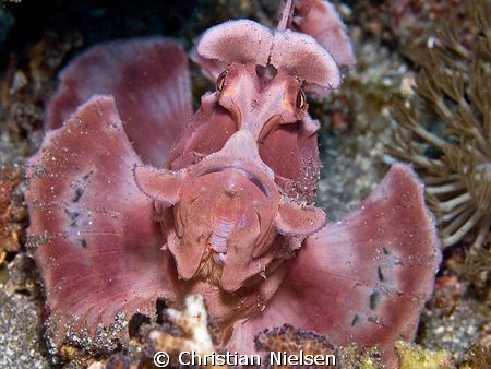 We found this beauty in Horseshoe Bay, Rinca Island. It w... by Christian Nielsen 