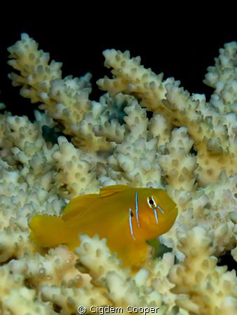 Citron goby by Cigdem Cooper 