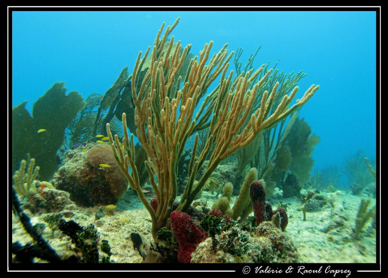 Picture taken with a Canon G9 in Cozumel. by Raoul Caprez 