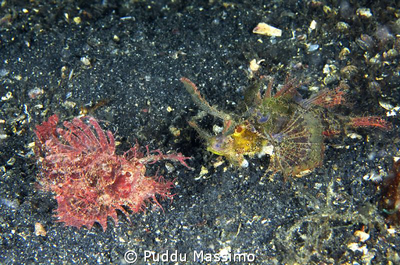 lembeh strait nikon d2x 60mm macro by Puddu Massimo 