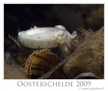 After the mating of the Sepia in May and June, juvenile c... by John De Jong 
