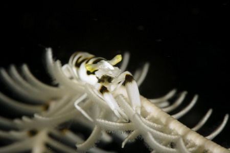 Periclimenes cornutos! Photo taken with macro 100 and clo... by Miro Polensek 