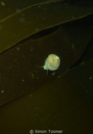 Top shell on kelp by Simon Toomer 