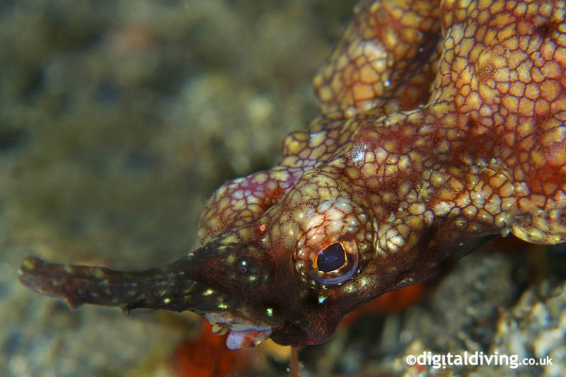 Portrait of a Little Dragonfish - Pegasus Seamoth (Eurype... by David Henshaw 