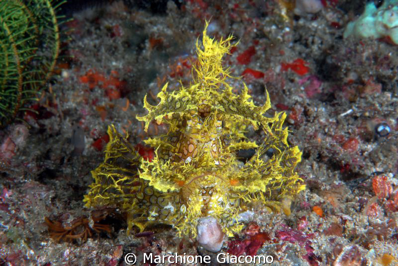 Rhinopia yellow merlet
Nikon D22,60 micro,twin strobo
K... by Marchione Giacomo 