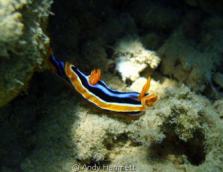 Nudi by Andy Hamnett 