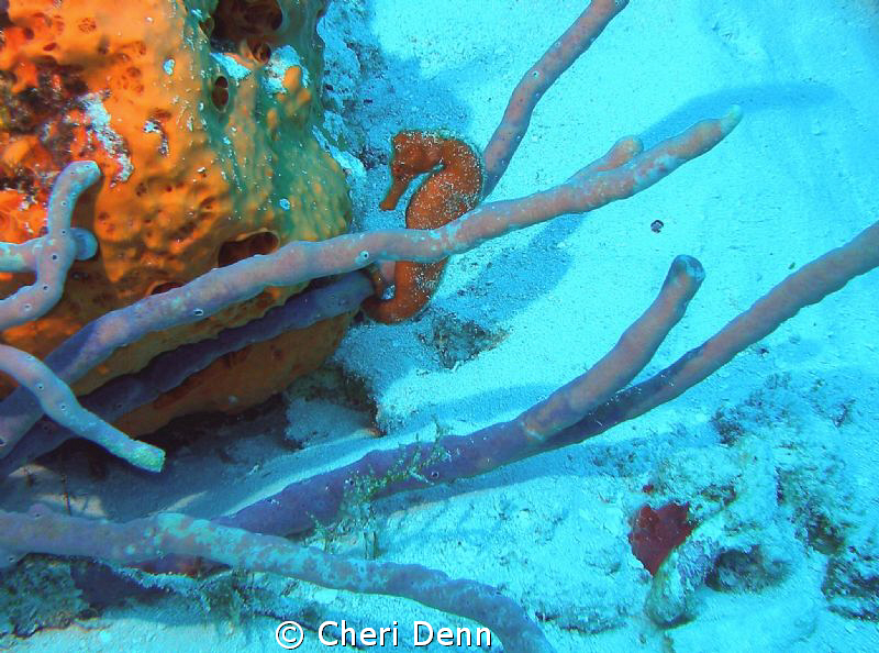 Little Sea Horse by Cheri Denn 