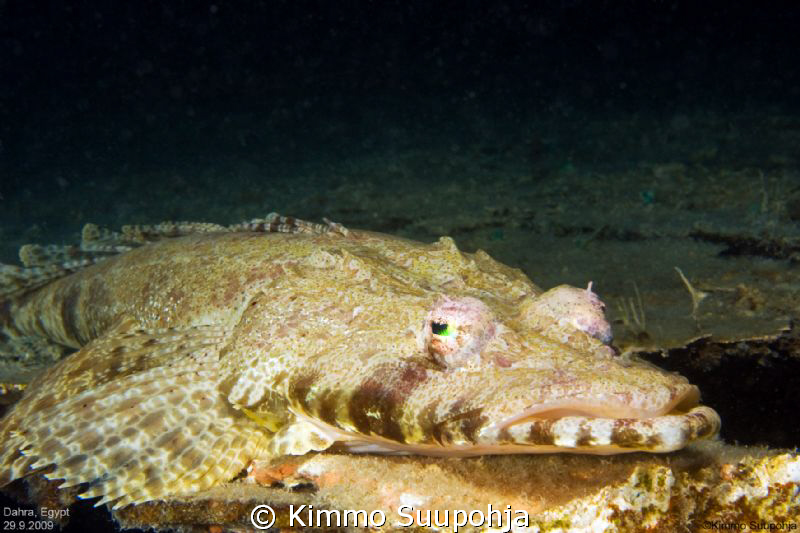 Crocodilefish by Kimmo Suupohja 
