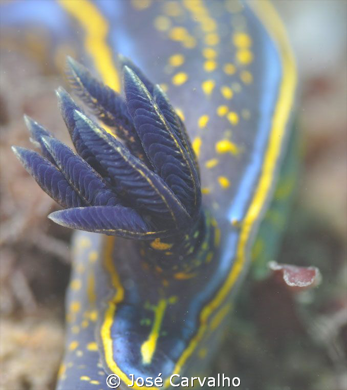 Nudibranch in a "muckdive", in Cascais, Portugal. by José Carvalho 