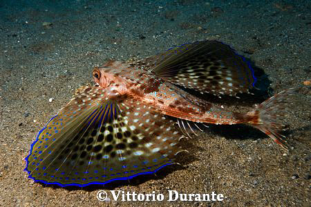 Flying gurnard by Vittorio Durante 
