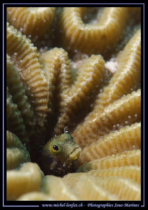 A little goby coming out of it's hide out... que du Bonhe... by Michel Lonfat 