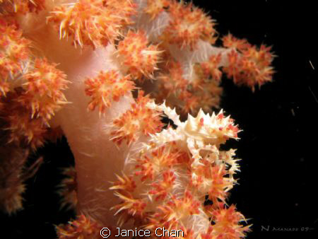 coral crab.. I really don't know what is it called. I rea... by Janice Chan 