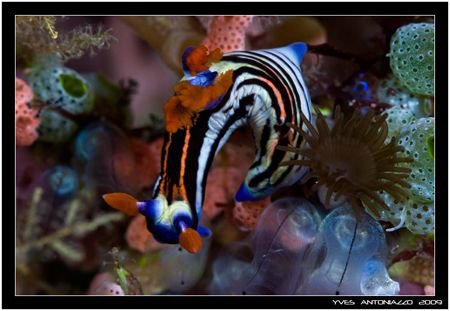 Just for the colours ....... Fuji S5 pro/105 VR by Yves Antoniazzo 