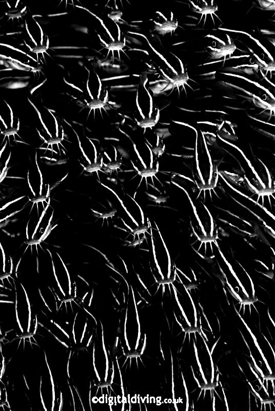 Shoal of feeding Catfish by David Henshaw 