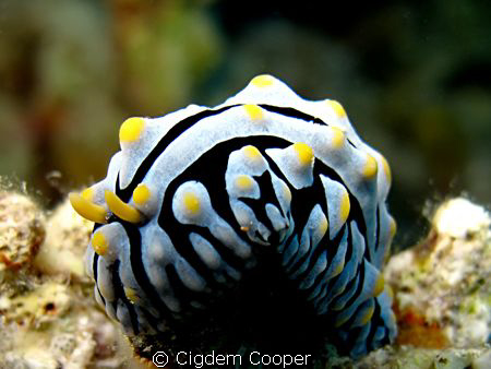 Varicose wart slug by Cigdem Cooper 