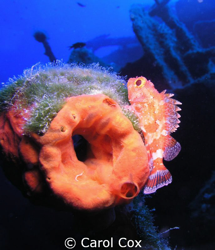 Kas Tas Balik (Kas Rockfish, Turkey), photograped on a wr... by Carol Cox 