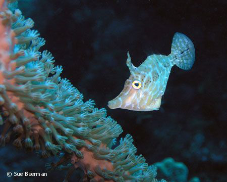 Slender File Fish in Utila by Susan Beerman 
