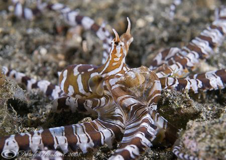 Wonderpus. Lembeh straits. D200, 60mm. by Derek Haslam 