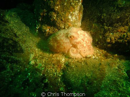 Octopus, Farne islands,Fuji200 by Chris Thompson 