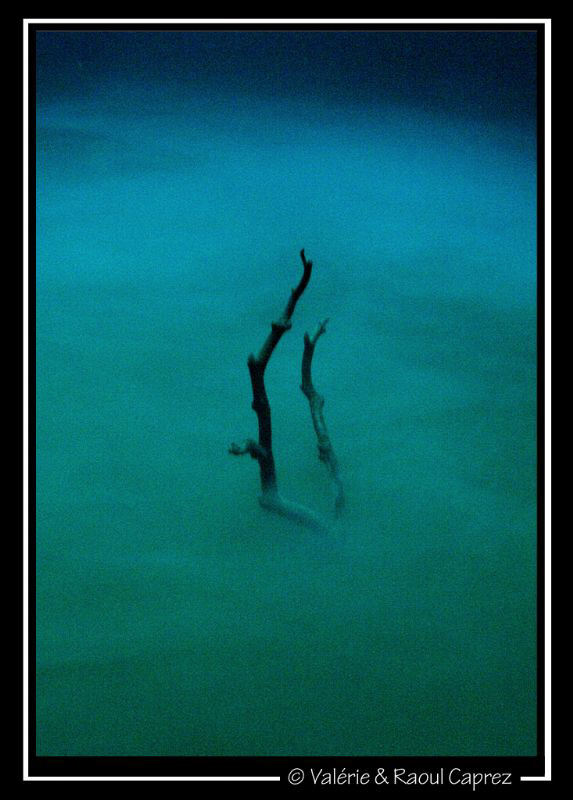 A branch of tree coming out of a sulfur layer at 28 meter... by Raoul Caprez 