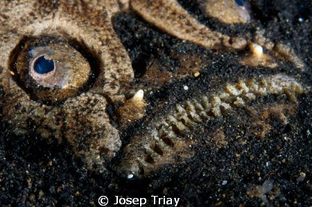 Stargazer, Jahir II Lembeh Strait, Sulawesi. by Josep Triay 