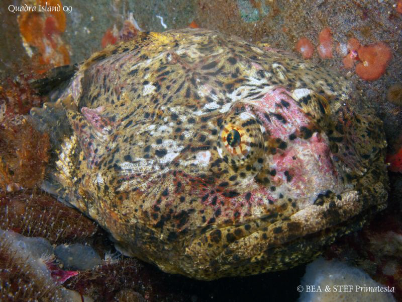 Buffalo sculpin (Enophrys bison). Quadra Island, BC. Cano... by Bea & Stef Primatesta 