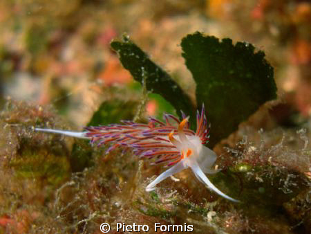 Flabellina in Aggressive pose by Pietro Formis 