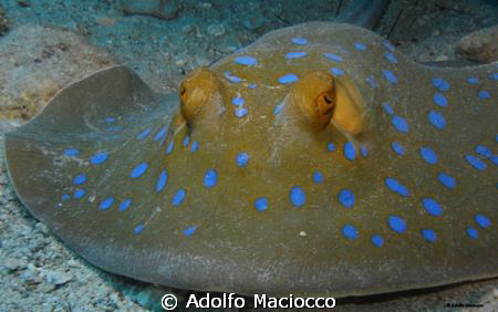Blue Spotted Stingray.
Eagle Ray Bay
Sharm el Sheikh by Adolfo Maciocco 
