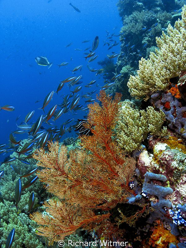 Sea Fan and Rainbow Runners at Komodo. G9/DS160s/Olympus ... by Richard Witmer 