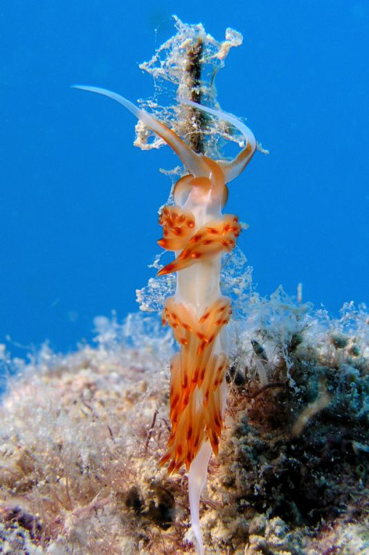 Photographed near Dana Island, Bogsak, Mersin, Turkey. by Carol Cox 