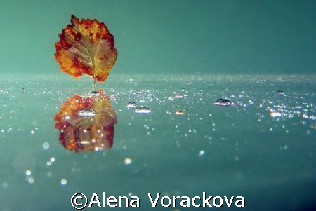 European pond - Autumnal serene mood. by Alena Vorackova 
