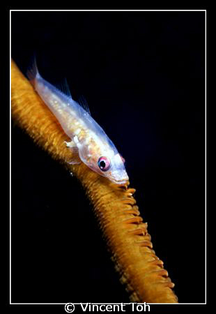 A little fish on the sea whip....................... by Vincent Toh 