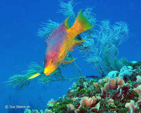 Spanish Hog Fish in Utila by Susan Beerman 